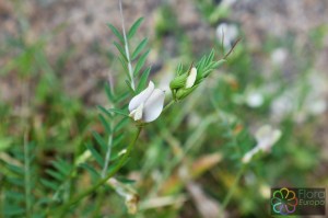 vicia lutea (2)